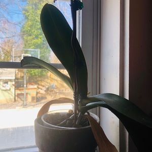 Meet your Posher, Isis